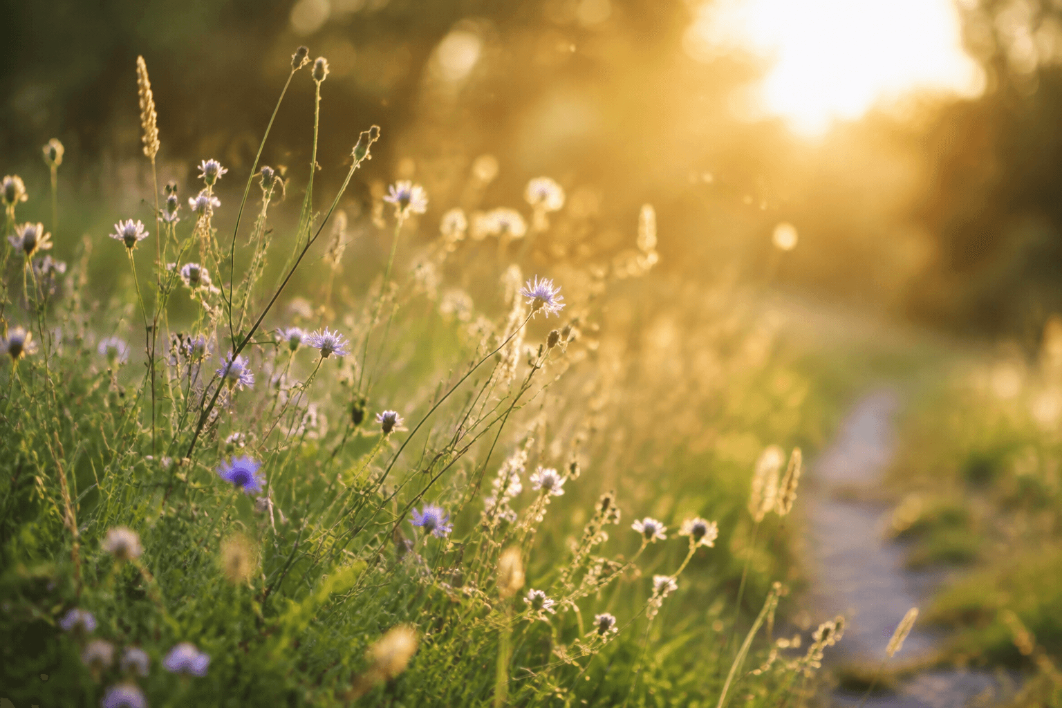Prairie fleurie apaisante au soleil, pollen léger flottant dans la lumière, ambiance de bien-être et de respiration