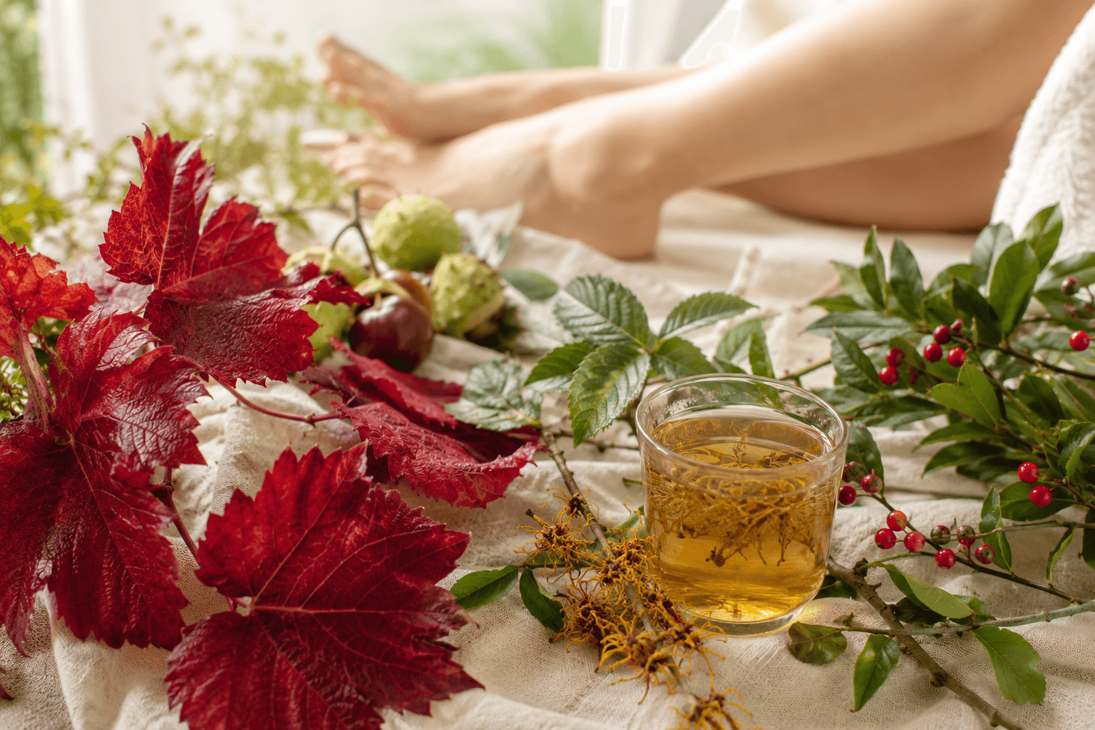 Feuilles de vigne rouge, marron d'Inde, hamamélis et petit houx, plantes veinotoniques pour le confort des jambes
